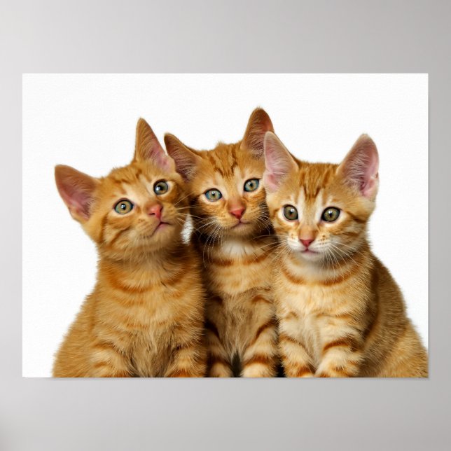 Three Cute Ginger Cat Kittens Friends Head Photo - Poster (Front)