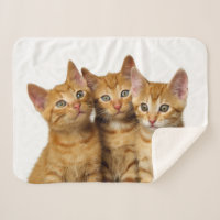 Three Cute Ginger Cat Kittens Friends Head Photo -