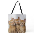Three Cute Ginger Cat Kittens Photo -  on Shopper
