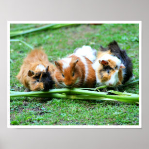 Three Cute Guinea Pigs in a Row Eating Celery Poster