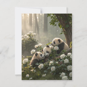 Three Cute Pandas Postcard