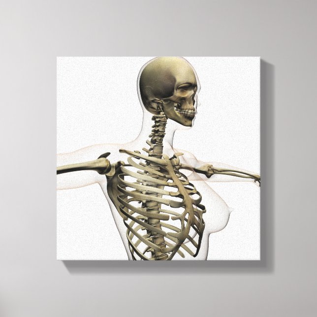 Three Dimensional View Of Female Rib Cage Canvas Print (Front)