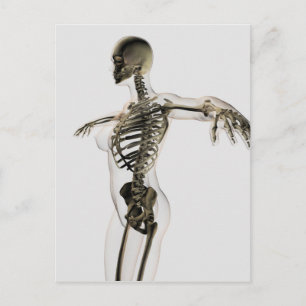 Three Dimensional View Of Female Skeletal System Postcard