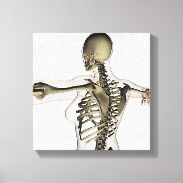 Three Dimensional View Of Female Upper Back Canvas Print (Front)