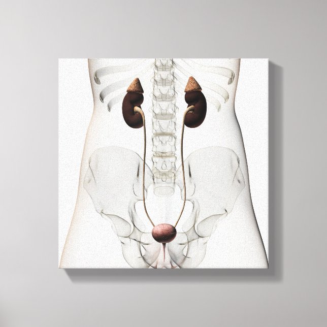 Three Dimensional View Of Female Urinary System Canvas Print (Front)