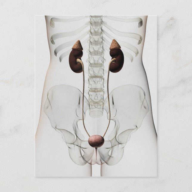 Three Dimensional View Of Female Urinary System Postcard (Front)