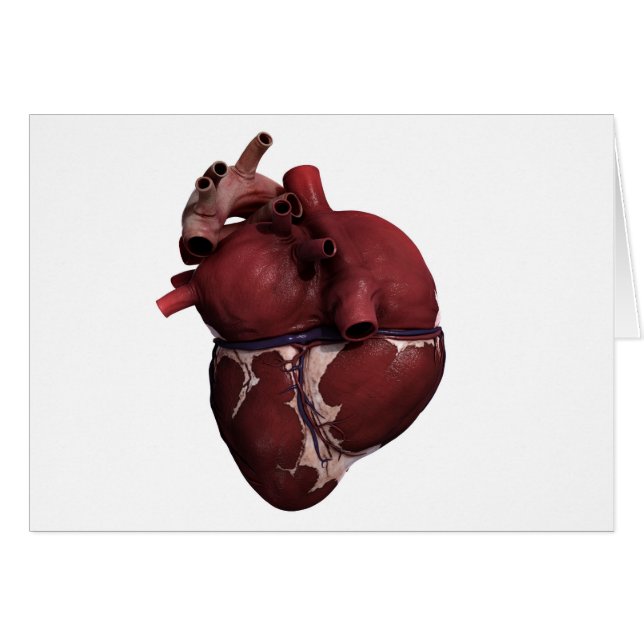 Three Dimensional View Of Human Heart, Back (Front Horizontal)