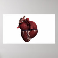 Three Dimensional View Of Human Heart, Back
