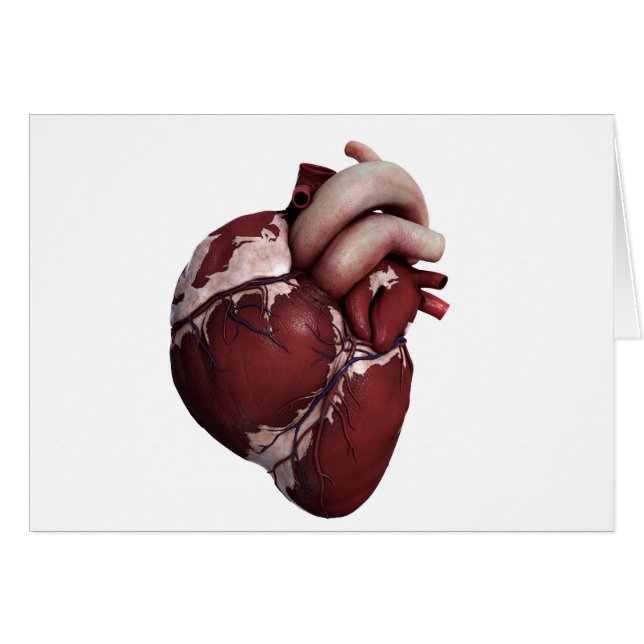 Three Dimensional View Of Human Heart, Front (Front Horizontal)