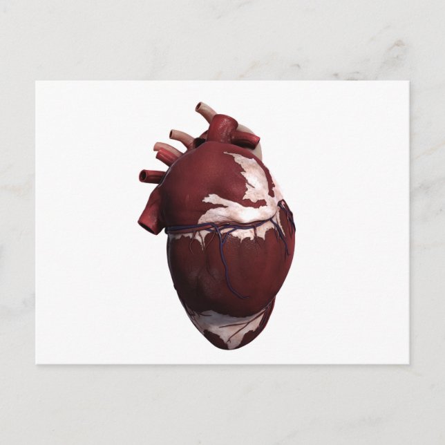 Three Dimensional View Of Human Heart, Left Side Postcard (Front)