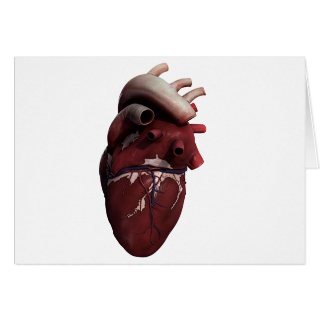 Three Dimensional View Of Human Heart, Right (Front Horizontal)