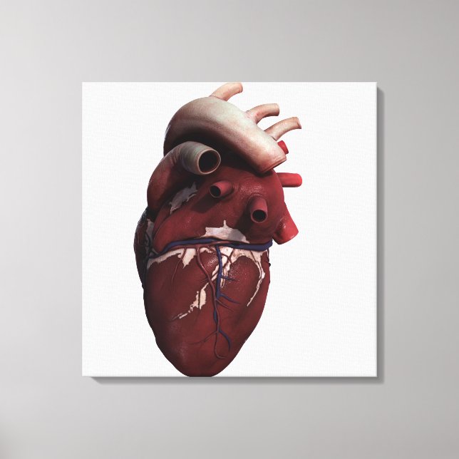 Three Dimensional View Of Human Heart, Right Canvas Print (Front)