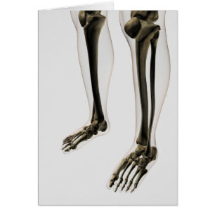 Three Dimensional View Of Human Leg And Feet