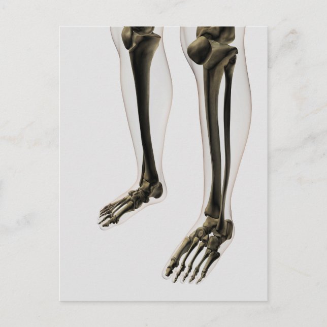 Three Dimensional View Of Human Leg And Feet Postcard (Front)