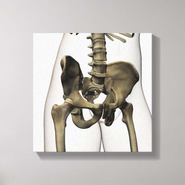 Three Dimensional View Of Human Pelvic Bones Canvas Print (Front)