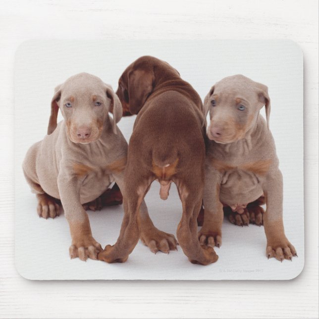 Three Doberman pinscher puppies Mouse Pad (Front)