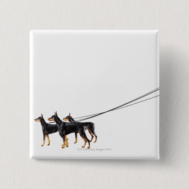 Three Dobermans on leash 2 Inch Square Button (Front)