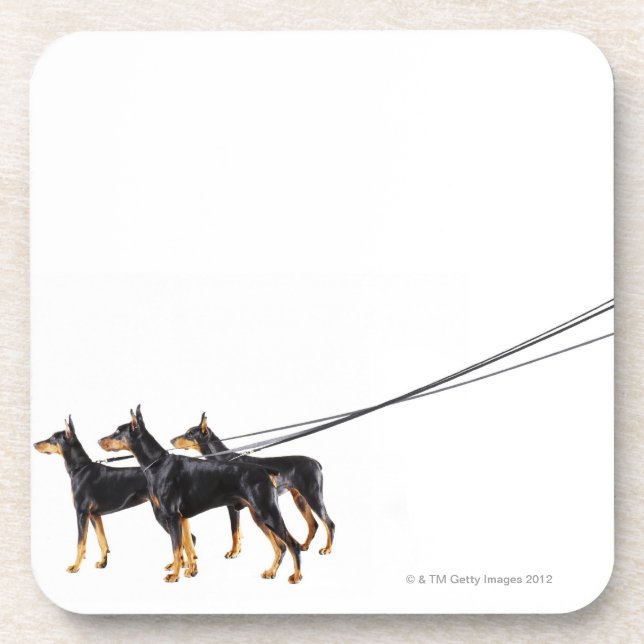 Three Dobermans on leash Coaster (Front)