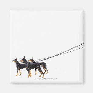 Three Dobermans on leash Magnet