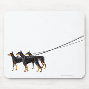 Three Dobermans on leash Mouse Pad