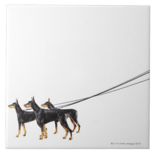 Three Dobermans on leash Tile