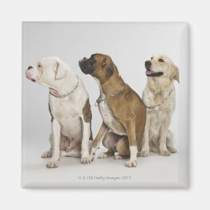 three dogs all looking to the right magnet