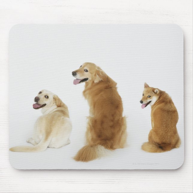 Three dogs looking at camera mouse pad (Front)