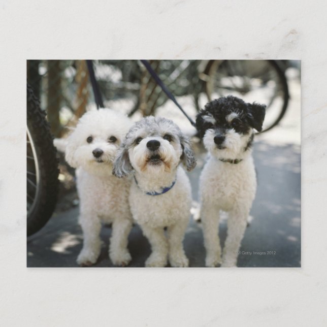 Three dogs postcard (Front)