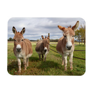 Three Donkey’s Magnet