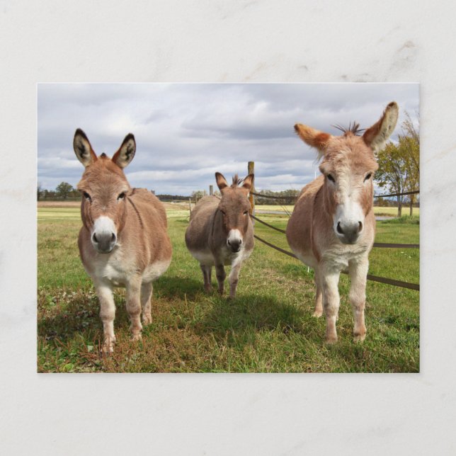 Three Donkey’s Postcard (Front)