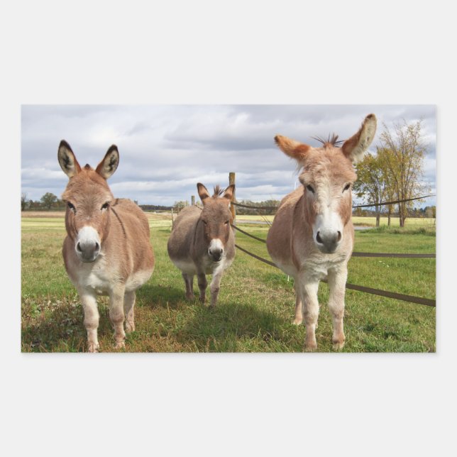 Three Donkey’s Sticker (Front)