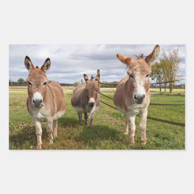 Three Donkey’s Sticker (Front)
