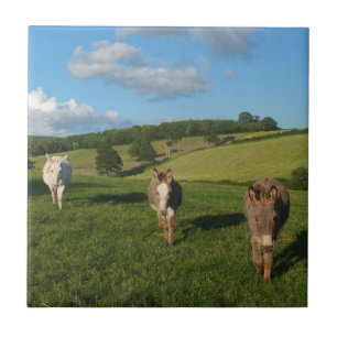Three Donkeys in a Field Photograph Tile