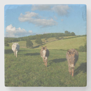 Three Donkeys in a Field Stone Coaster