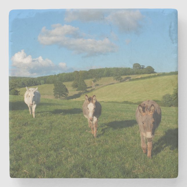 Three Donkeys in a Field Stone Coaster (Front)