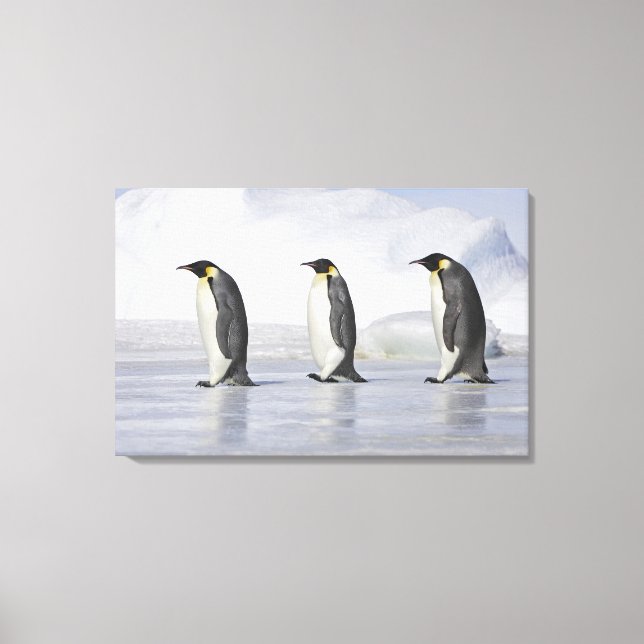 Three Emperor Penguins, Snow Hill Island Canvas Print (Front)