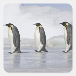Three Emperor Penguins, Snow Hill Island Square Sticker