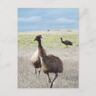 three emu's postcard