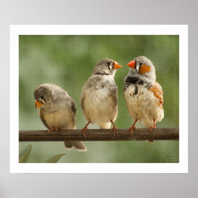 Three Finches on a Twig Poster (Front)
