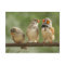 Three Finches Perched Nature Photography