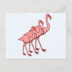 Three Flamingos Postcard