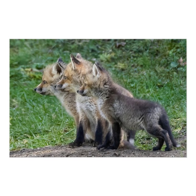 Three Fox Kits Poster (Front)