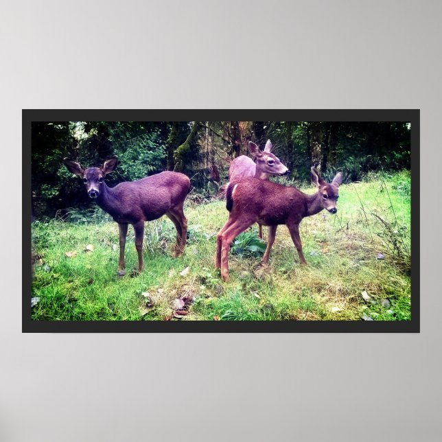 Three Friendly Baby Deer Poster (Front)