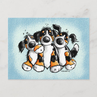 Three Funny Bernese Mountain Dogs Postcard