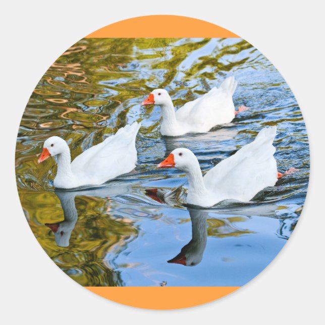 three geese swimming classic round sticker (Front)