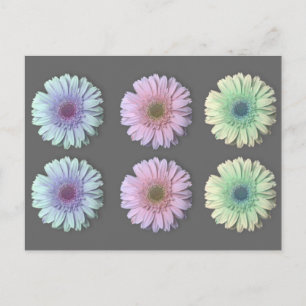 Three Gerbera Daisy Postcard