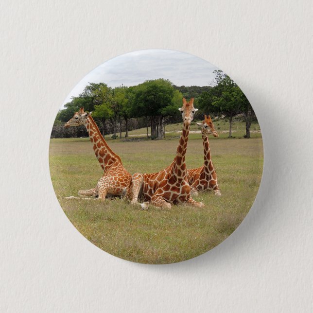 Three Giraffe at Fossil Rim 2 Inch Round Button (Front)
