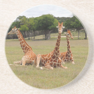 Three Giraffe at Fossil Rim Coaster