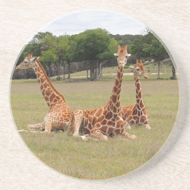 Three Giraffe at Fossil Rim Coaster (Front)