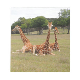 Three Giraffe at Fossil Rim Notepad